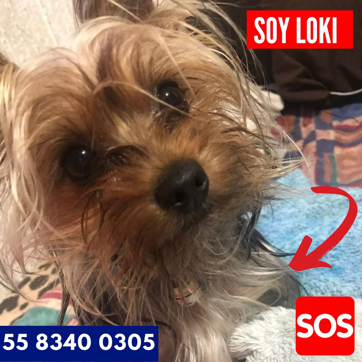 #EXTRAVIADO LOKI 🐕🐶
SI LO VES O TIENES ALGUNA INFORMACIÓN , LLAMA AL 📞 :
55 8340 0305
