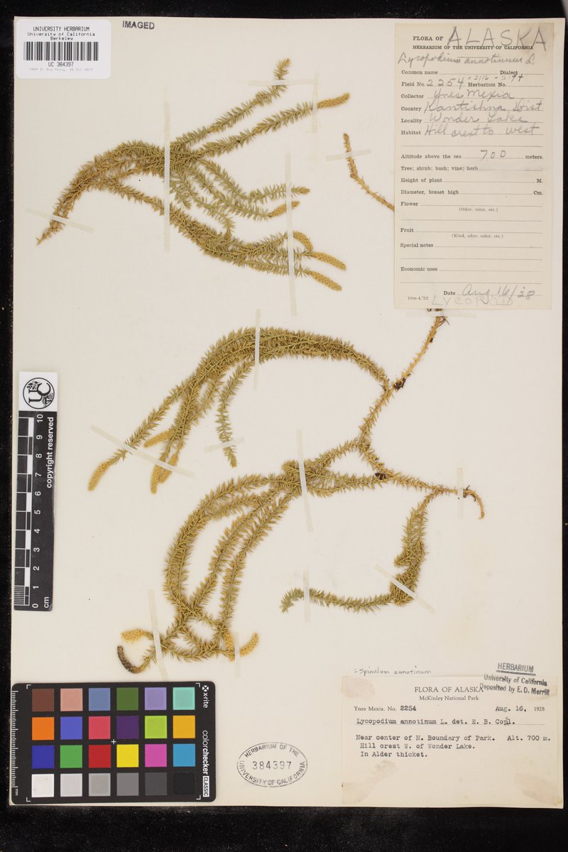 Ynés Mexía is featured in this great blog post from <a href="/NPCA/">National Parks Conservation Association</a>! Here's one of the herbarium specimens she collected in Alaska in 1928: