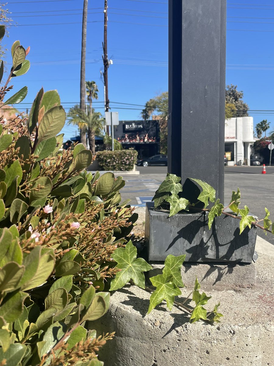 Premium_Saltine3 tweet media