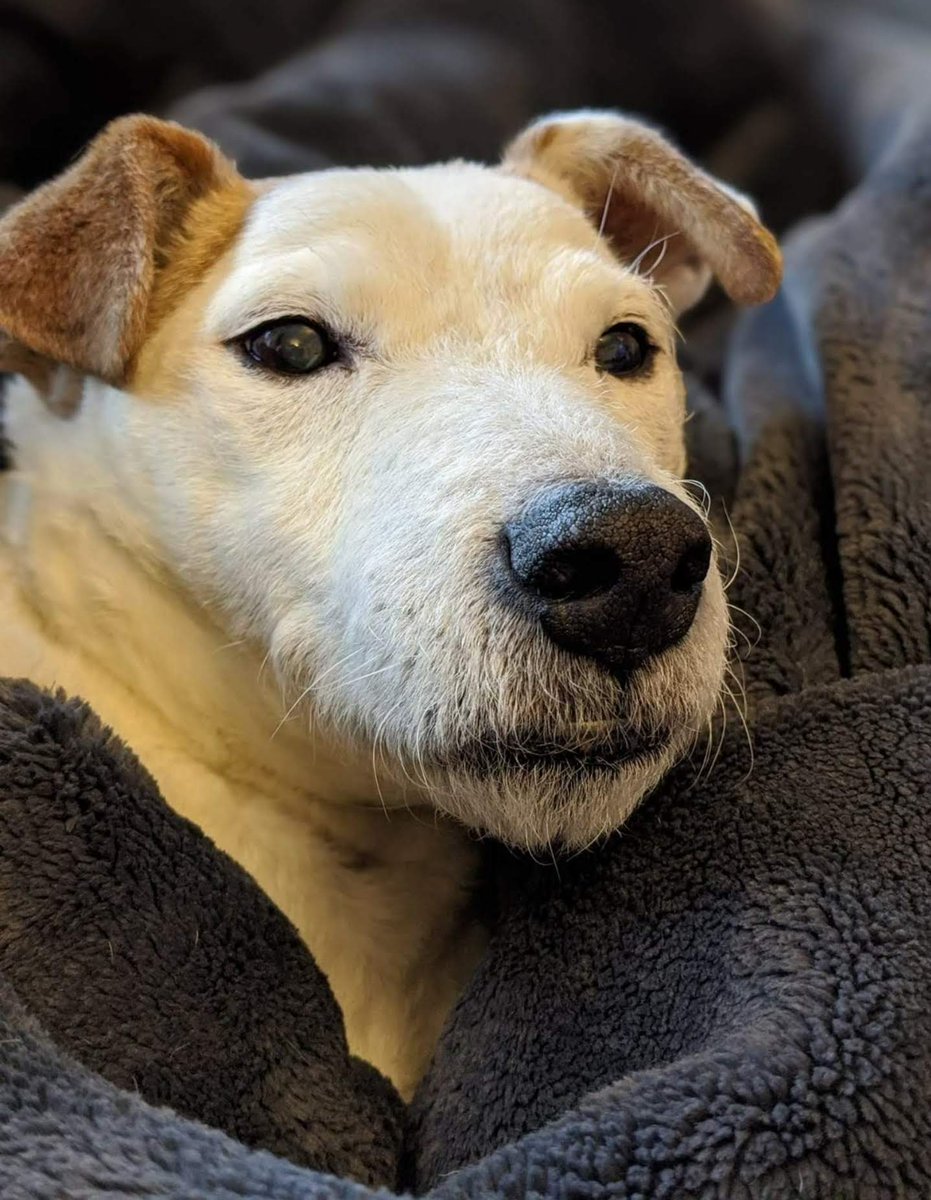 RIP El Ming "The Natural" Diablo. 

2007 - 2022. 

Ming was the bestest of best boys.