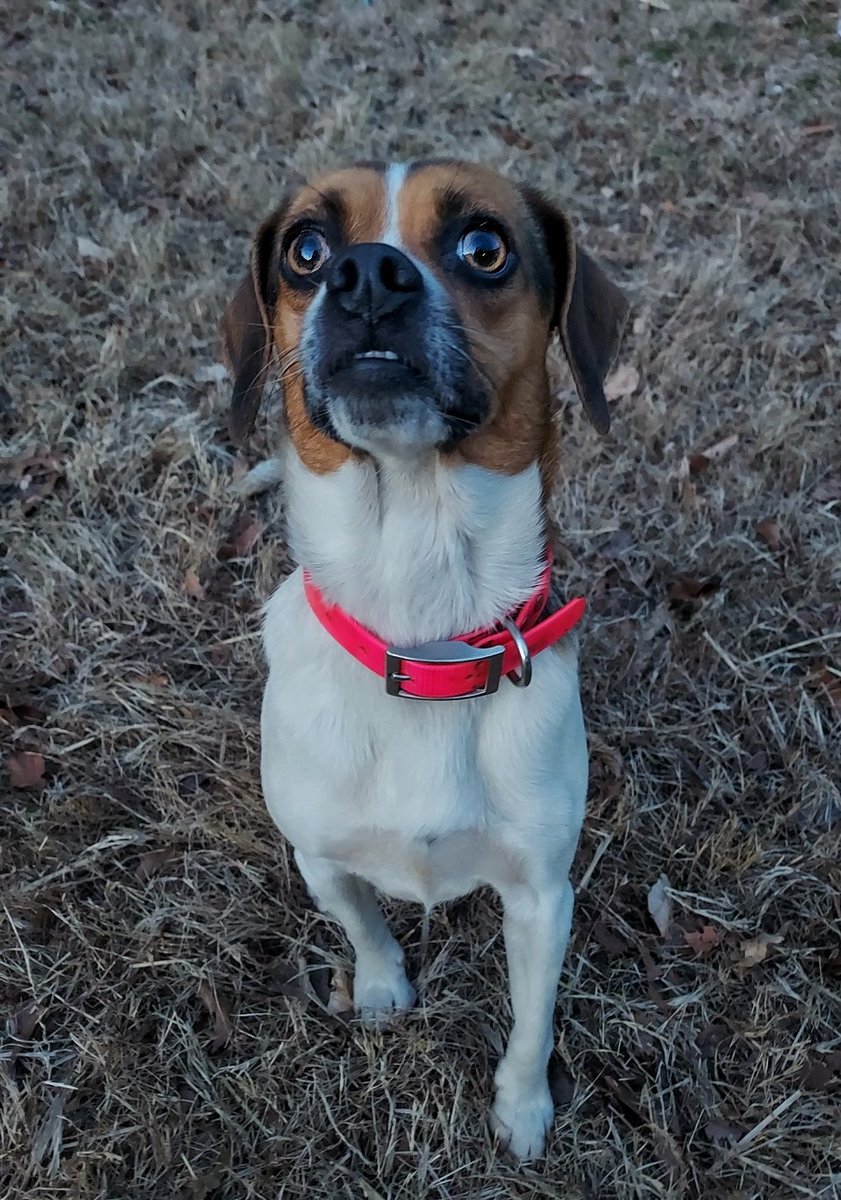 Appalachian Paws tweet media