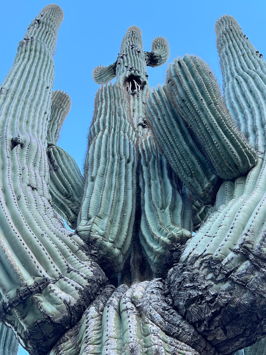 Arizonavortex's tweet photo. https://t.co/XprpYqf1zA https://t.co/EIMfh4dreJ
