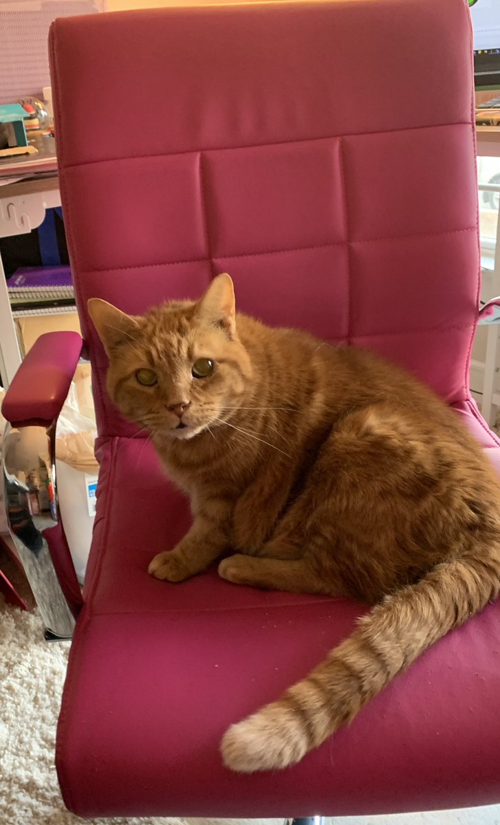 LordByronTheCat's tweet photo. My pronoun is princess. #CelebuCat https://t.co/mC5yRtFKaL