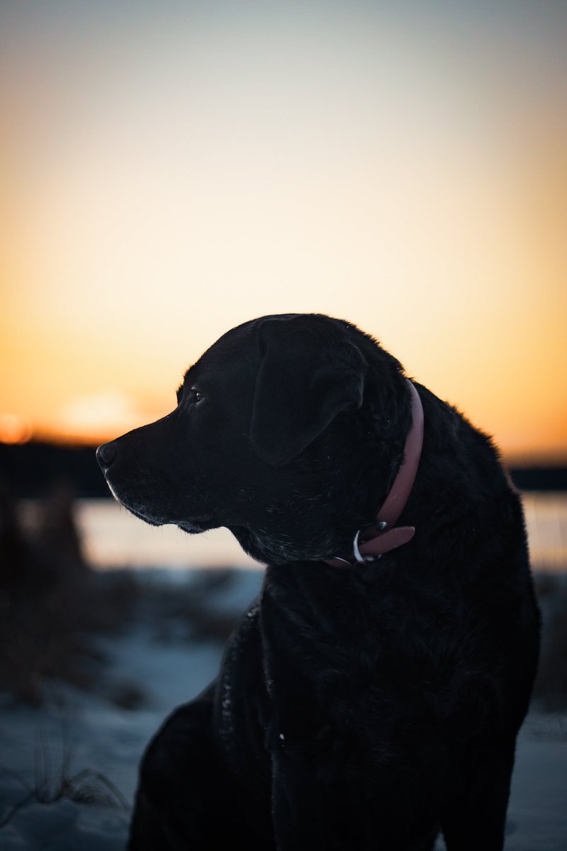 I needed this 
Her calmness 
The slow down 
The deep breaths 
The sun
The moon
Colliding 
I needed this 

#dogsoftwitter #dogcommunitytwitter #twitterdogs #sunset #novascotia