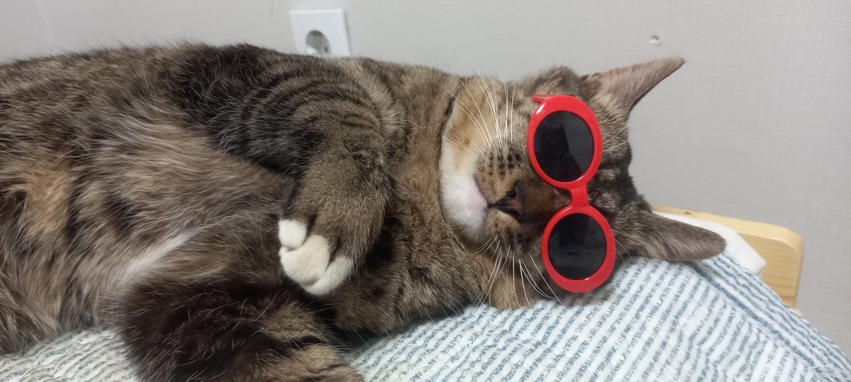 misikga's tweet photo. 코코가 싸우고 들어와서 뒤다리가 부상중입니다. 항생제를 복용하고 있지만 산책도 안나가고 잠만자네요.. https://t.co/O1kaQRdWdO