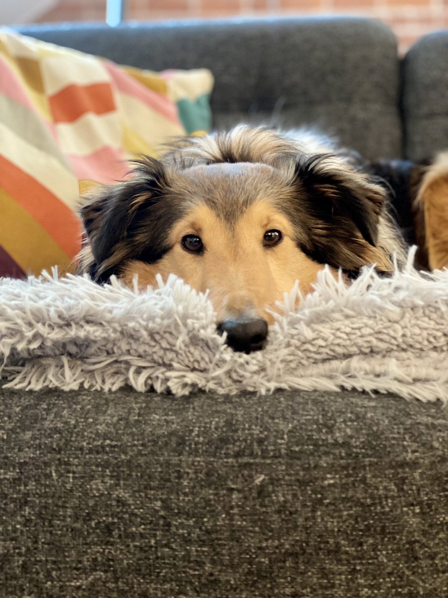 Do you like those eyes as much as I do ? #twitterdogcommunity #dogsoftwitter #sheltie