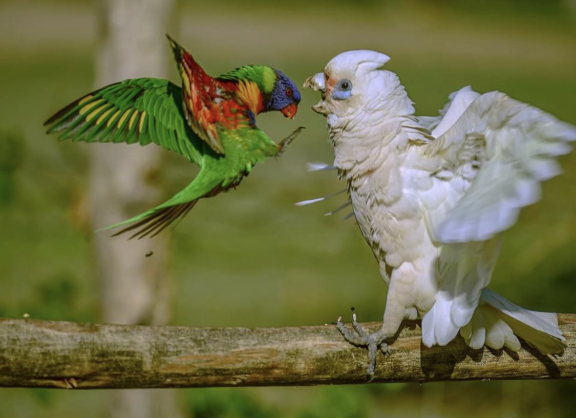 Dr John Martin (@wingtags) on Twitter photo Do you feed Little Corellas?
Please let us know if you feed these beauties in South Australia: add a comment, DM, or <a href="/BigCityBirds1/">@BigCityBirds</a> app
Weβre asking to inform a new research project into the movements of Little Corella - thanks
spotteron.com/bigcitybirds/i⦠@InvasionEcology Do you feed Little Corellas?
Please let us know if you feed these beauties in South Australia: add a comment, DM, or <a href="/BigCityBirds1/">@BigCityBirds</a> app
Weβre asking to inform a new research project into the movements of Little Corella - thanks
spotteron.com/bigcitybirds/i⦠@InvasionEcology
