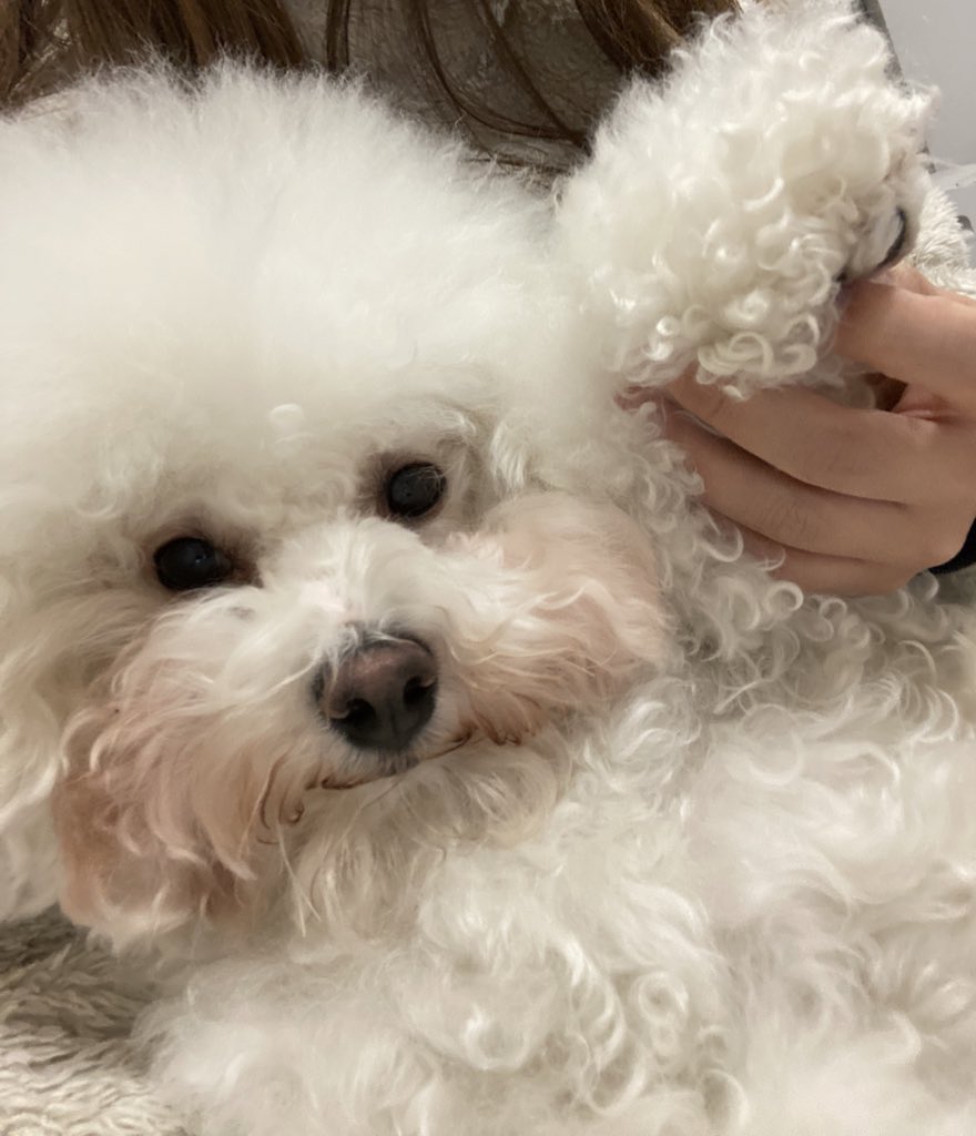 タル ビション フリーゼ Taru0810 Twitter