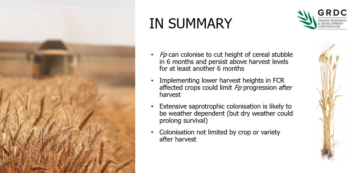Harvest height implications for fusarium management. Is there a downside to stripper fronts? <a href="/ToniPetronaitis/">Toni Petronaitis</a>  @NSWDPI_AGRONOMY on her research. #GRDCUpdates
Paper: bit.ly/3IWSYG0