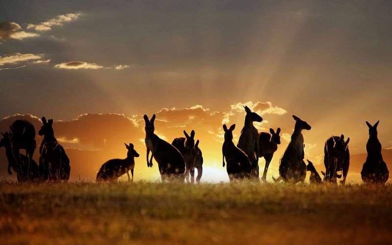 MaximusCampers's tweet photo. Are you ready to #explore #Australia?
#MaximusUltimateCamperTrailer will be
your perfect #travelcompanion.
With #allthecomfortsofhome to make your
#journey much more enjoyable.
Ready to #launch late 2022. https://t.co/YH6oMrDUPC