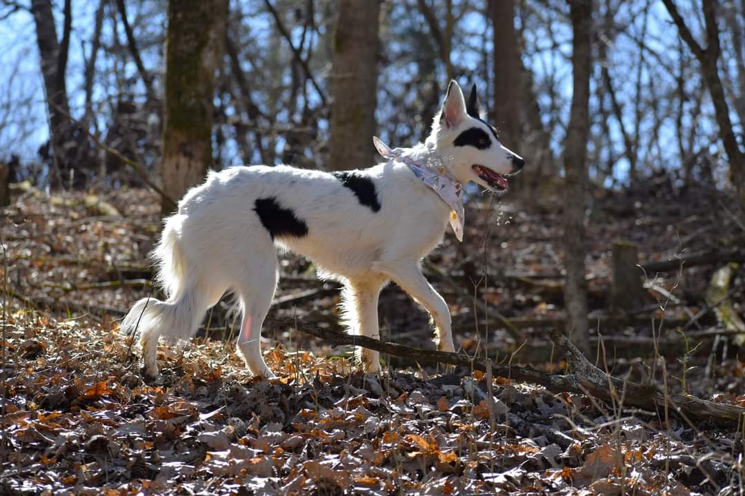 What a day! Mom took me on a solo hike with her! No boys allowed!

#hikewithdogs #hikingadventures #dogsoftwitter #twitterdogcommunity