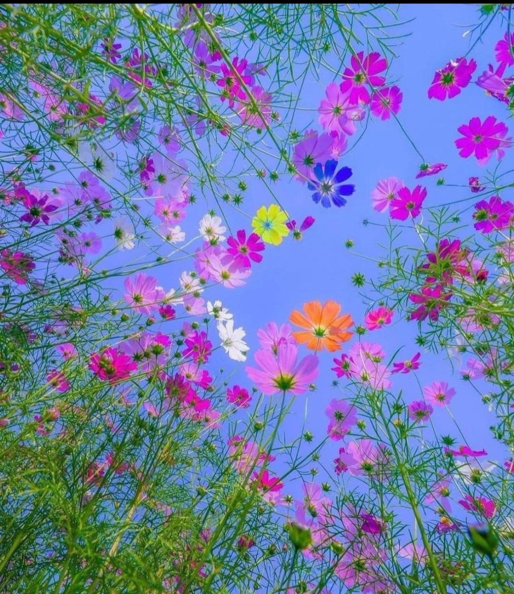 DHabia_99's tweet image. الكلام لا يُرد ولا يُستبدل 
فتأكد من مقاساته قبل إخراجه
#صباح_الخير