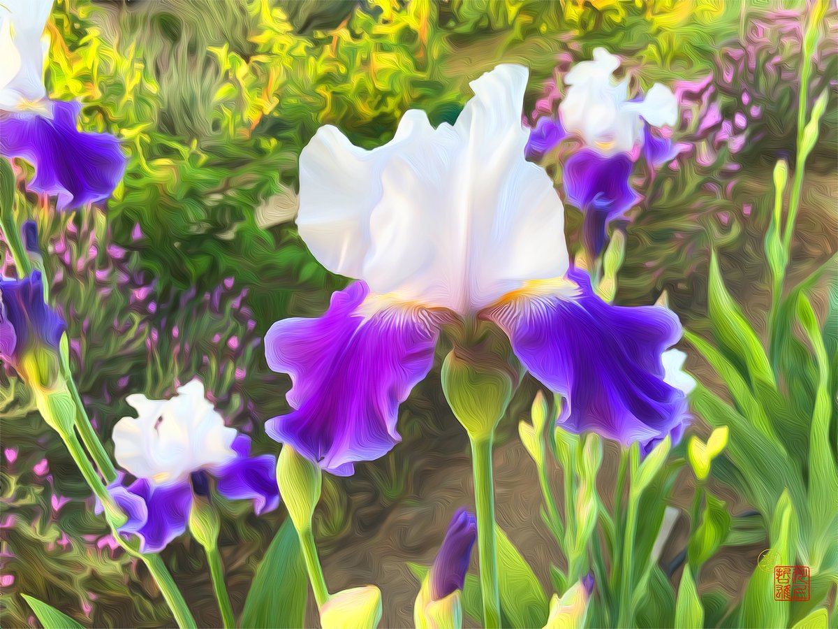 empresskawaue's tweet photo. A cross of one my grandmother grew, (Pollen: Indian Chief), and a ruffled one (Pod: Edith Wolford).  It's named Empress Kawaue. My first journey into hybridizing Iris's. Garden image converted into digital oil paint. #TBIris #EmpressKawaue First #NFT https://t.co/YDtt3ZqMpt https://t.co/Wdh39qsoxd
