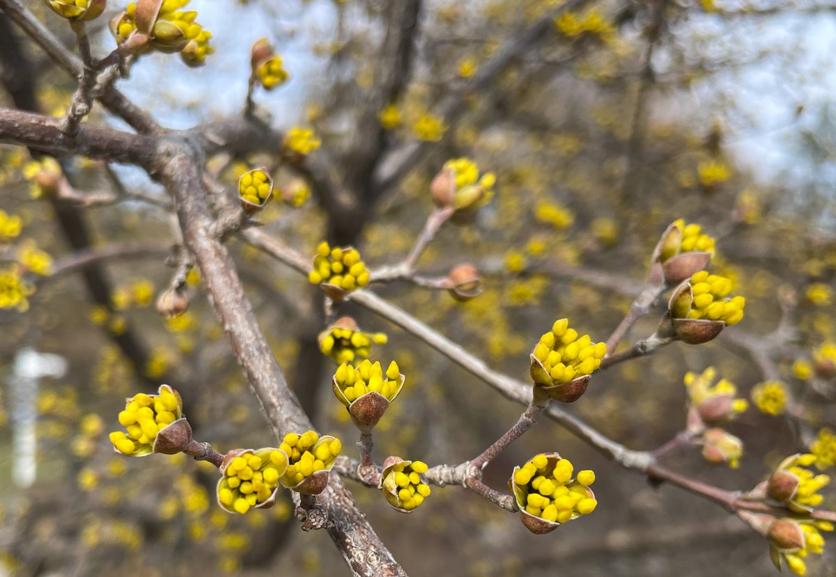 hersheygardens's tweet photo. We're seeing more signs of spring every day! #HersheyPA #hersheygardens #spring #spring2022 #springtime #springtime2022 https://t.co/JulNPG7cxQ
