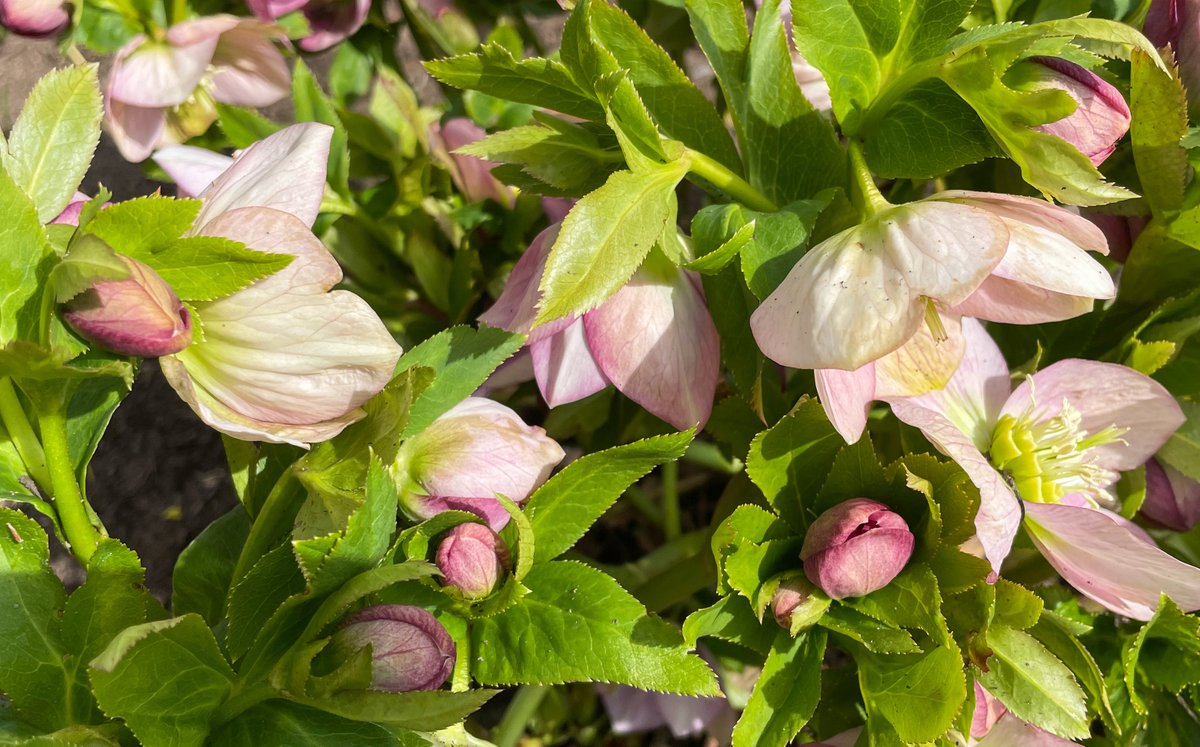 hersheygardens's tweet photo. We're seeing more signs of spring every day! #HersheyPA #hersheygardens #spring #spring2022 #springtime #springtime2022 https://t.co/JulNPG7cxQ