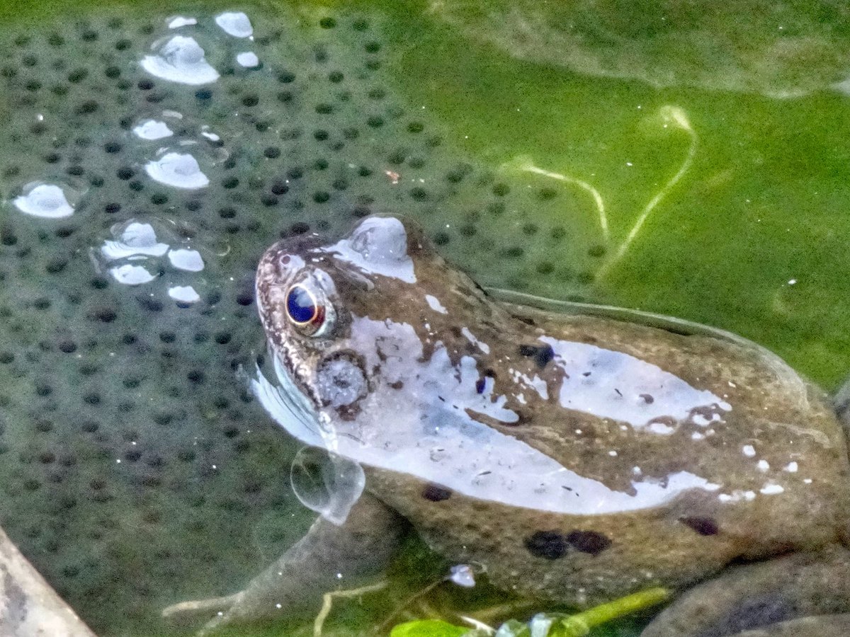 TobyWoody's tweet photo. It’s that time of the year again in the current Mrs Wood’s garden #frogaction #tadpoles https://t.co/WqW3InUzPs