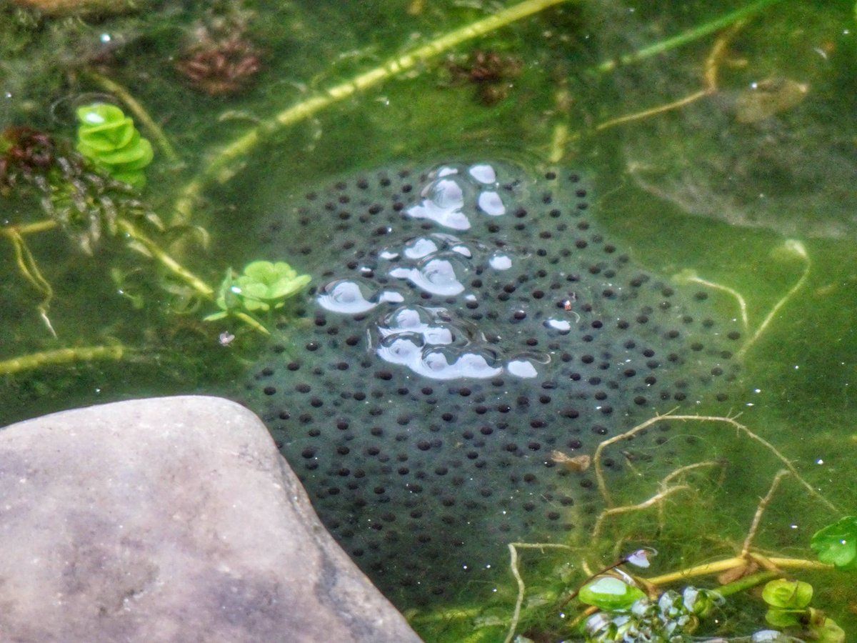 TobyWoody's tweet photo. It’s that time of the year again in the current Mrs Wood’s garden #frogaction #tadpoles https://t.co/WqW3InUzPs