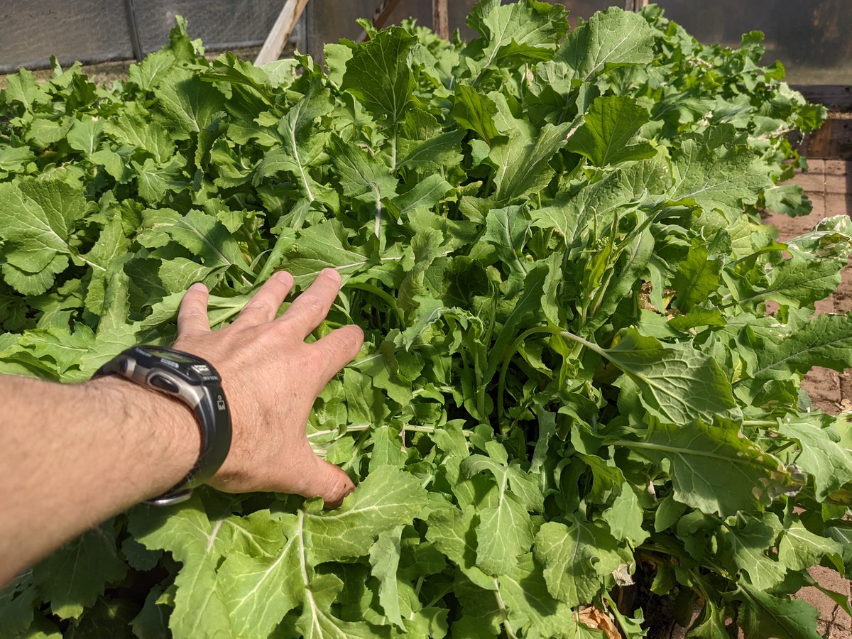 The broccoli rabe in the greenhouse is good to go! First harvest of the year 🤙🌿