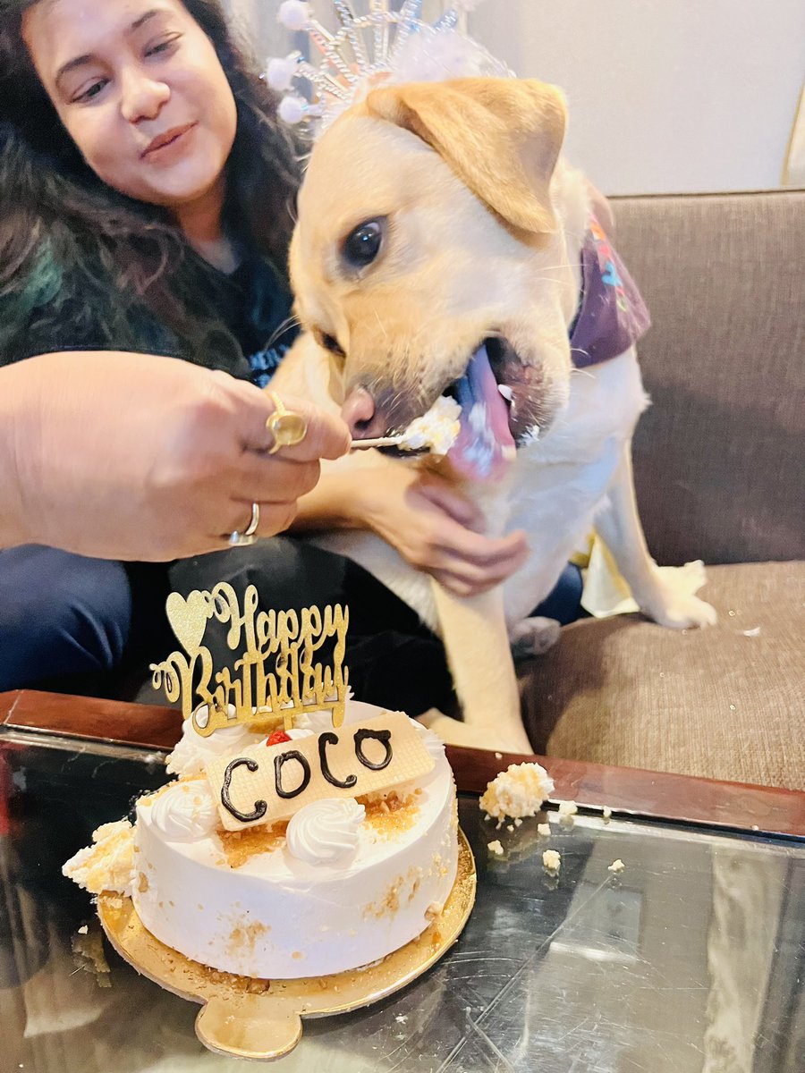 NathaniPuja's tweet photo. Photo dump #004
Go Pawrty, it’s my birthday! 🐶😎
#dogsoftwitter #birthdaygirl #cocojumbo #mybabygirl https://t.co/JHuCReSzzT