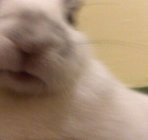 nemowom's tweet photo. promo time
its me nemo i draw and i like bunnies follow for more amazing posts 
(moots rt) https://t.co/Qdu4KoU3h9