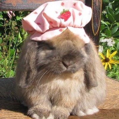 nemowom's tweet photo. promo time
its me nemo i draw and i like bunnies follow for more amazing posts 
(moots rt) https://t.co/Qdu4KoU3h9
