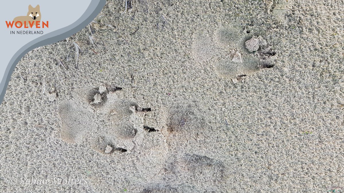Aankondiging calamiteitenregeling in de provincie Gelderland. 

Wanneer een zwervende wolf langere tijd in een gebied blijft dat niet geschikt is als leefgebied en daar schade veroorzaakt, kan subsidie voor preventieve maatregelen aangevraagd worden. 

gelderland.nl/nieuws/regelin…