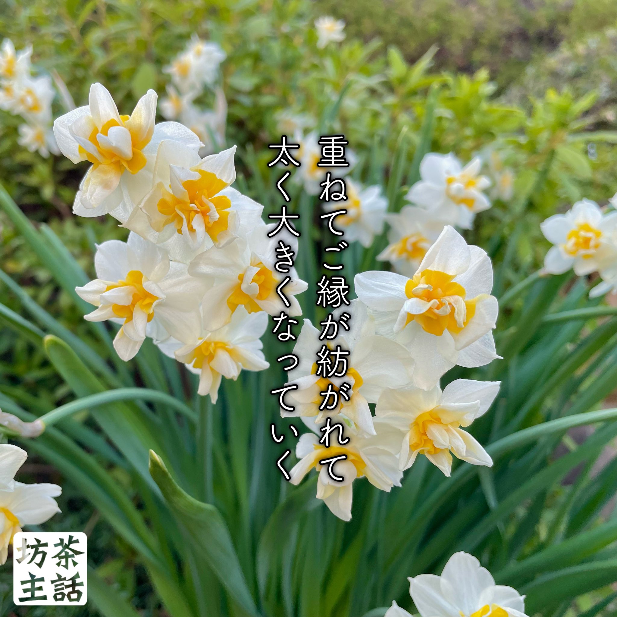 カヨウガシン 妙慶院 Myoukeiin Twitter