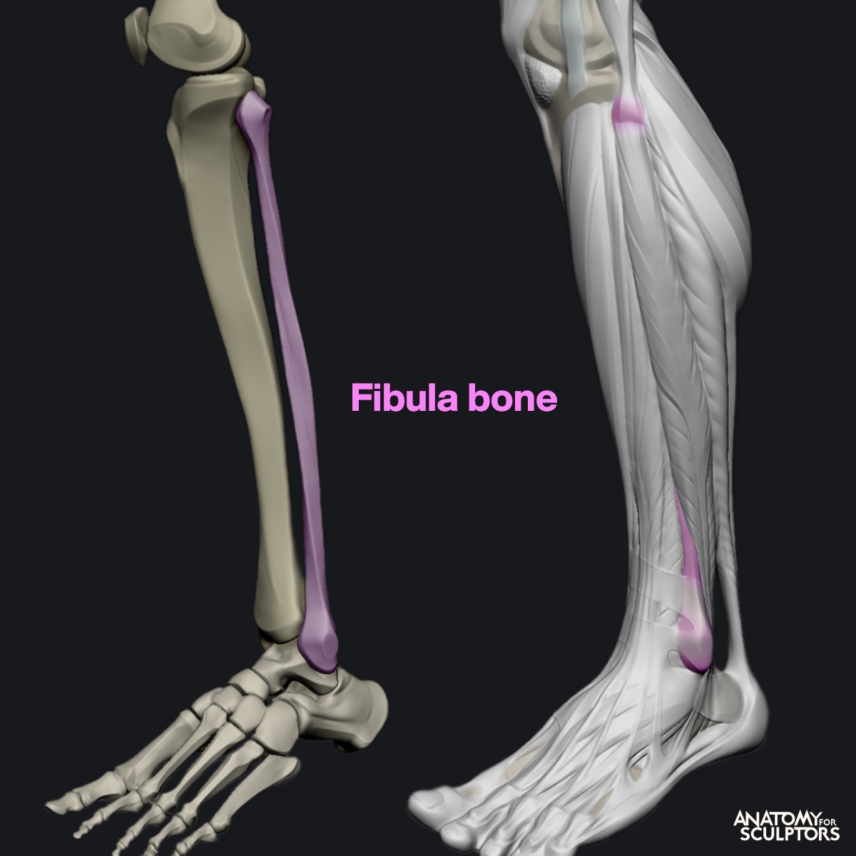 Fibula Bone Anatomy
