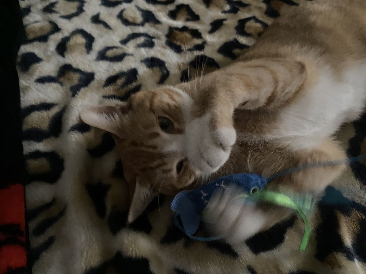 mskeiz1's tweet photo. @gojosfad We love cats ❤️ https://t.co/agnRG9f2mF