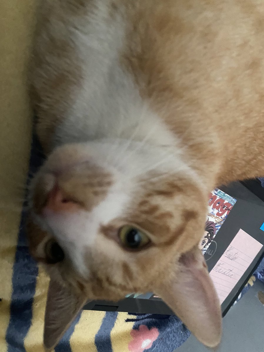 mskeiz1's tweet photo. @gojosfad We love cats ❤️ https://t.co/agnRG9f2mF