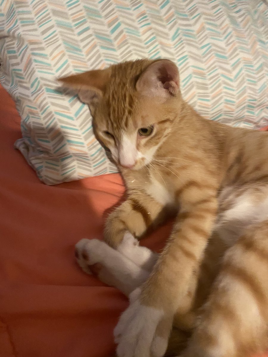 mskeiz1's tweet photo. @gojosfad We love cats ❤️ https://t.co/agnRG9f2mF