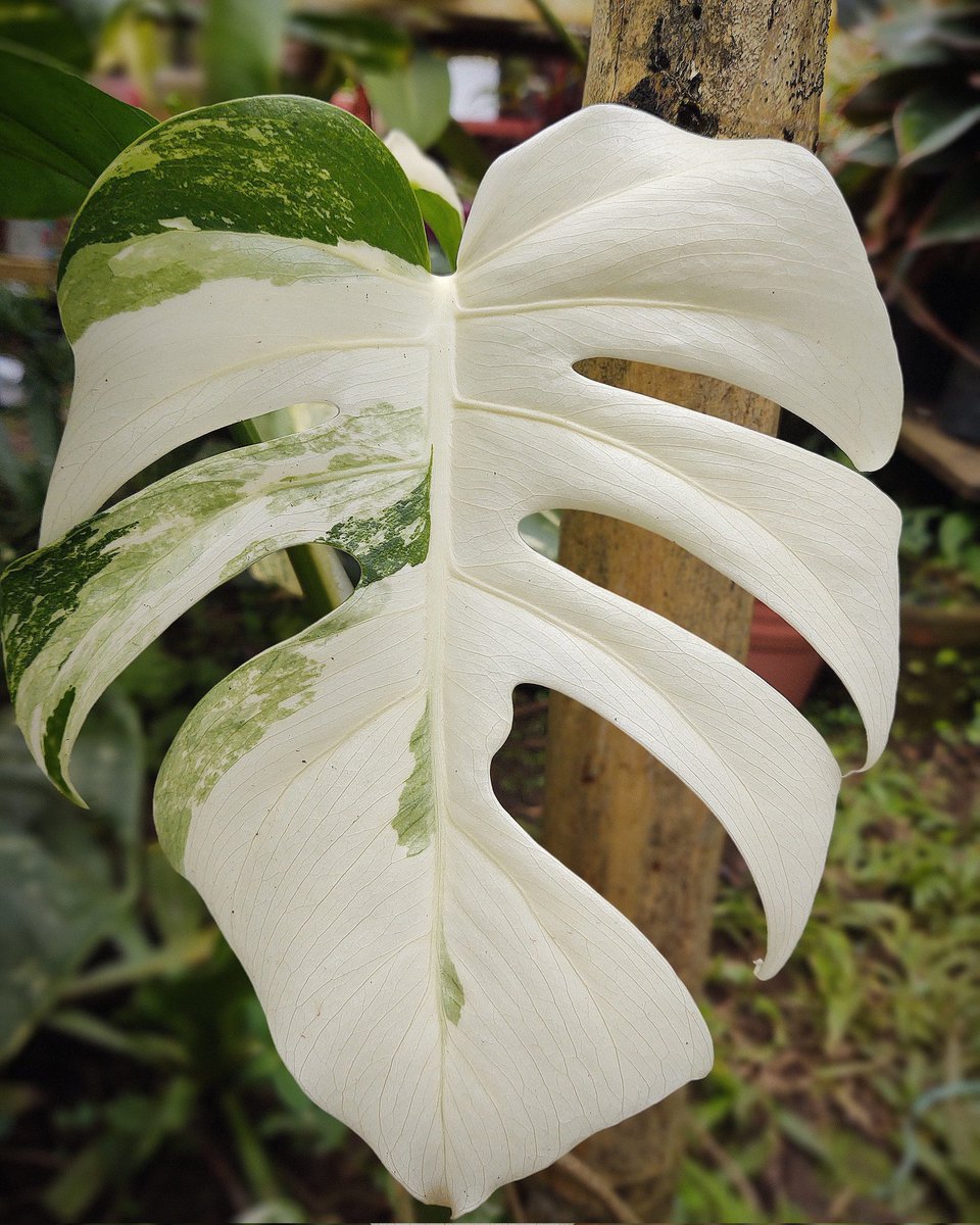Monstera variegada 
La planta que nos roba el sueño y suspiro, para mí, son considerados seres mitológicos 🌞