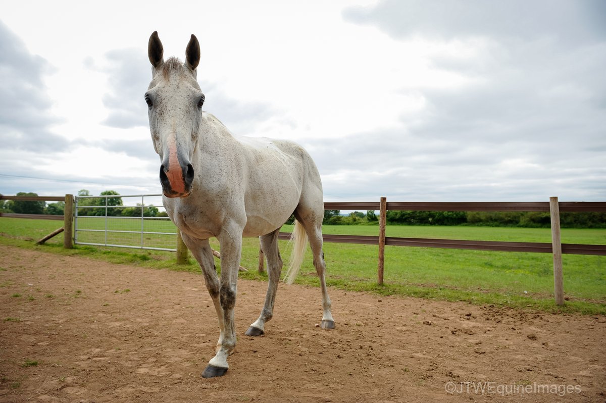 JTWEquineImag's tweet photo. Happy Retirement Politologue! Thank you for the memories, and being so photogenic when we met you in June last year! Enjoy your retirement! #CheltenhamFestival2022 #CheltenhamFestival #ChampionChase #QMCC
@SFSshawfarmstud @PFNicholls @Harry05Derham https://t.co/NNcro99DnW