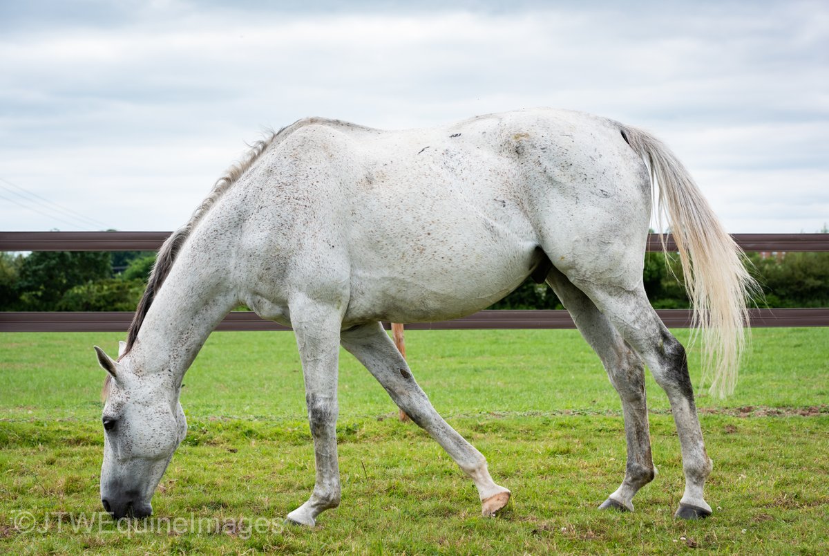 JTWEquineImag's tweet photo. Happy Retirement Politologue! Thank you for the memories, and being so photogenic when we met you in June last year! Enjoy your retirement! #CheltenhamFestival2022 #CheltenhamFestival #ChampionChase #QMCC
@SFSshawfarmstud @PFNicholls @Harry05Derham https://t.co/NNcro99DnW