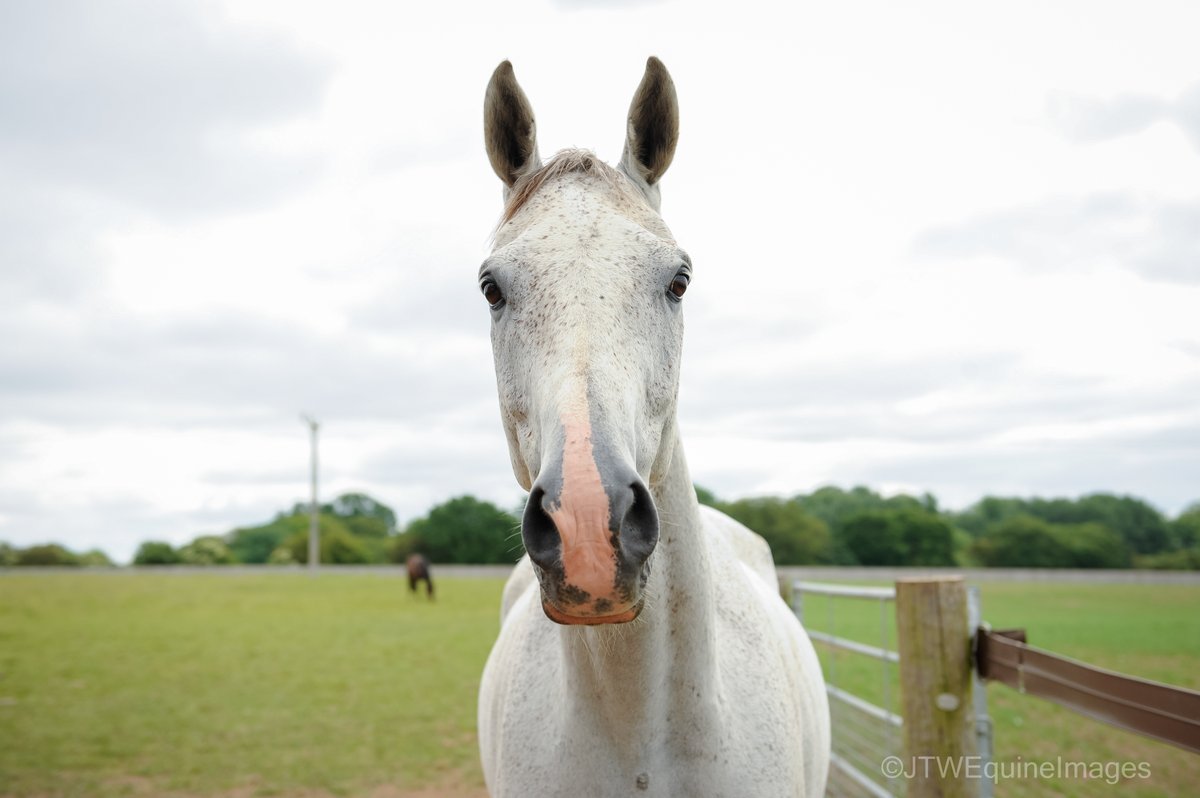JTWEquineImag's tweet photo. Happy Retirement Politologue! Thank you for the memories, and being so photogenic when we met you in June last year! Enjoy your retirement! #CheltenhamFestival2022 #CheltenhamFestival #ChampionChase #QMCC
@SFSshawfarmstud @PFNicholls @Harry05Derham https://t.co/NNcro99DnW