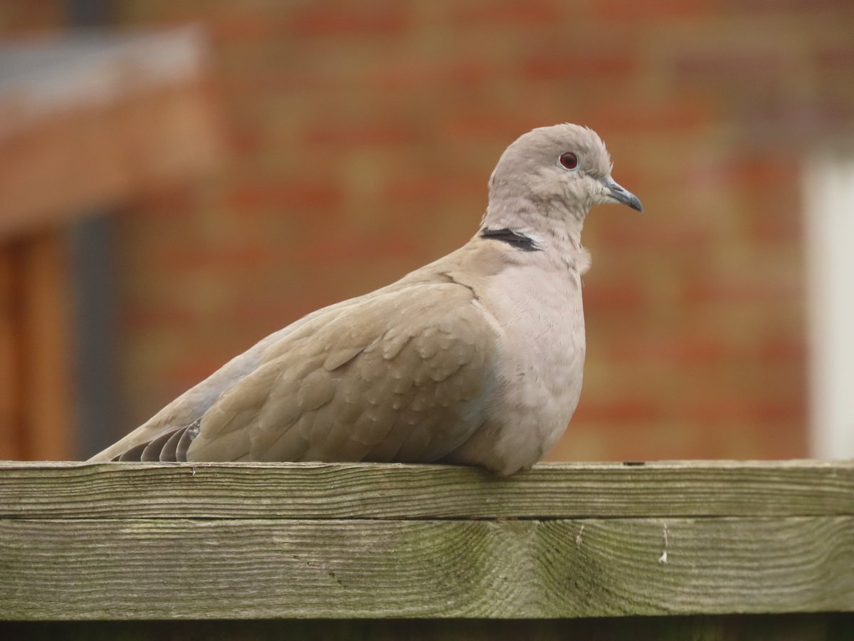 This collared dove often sits here, contemplating what he's going to do next. 🤔
#birdwatching #TwitterNatureCommunity