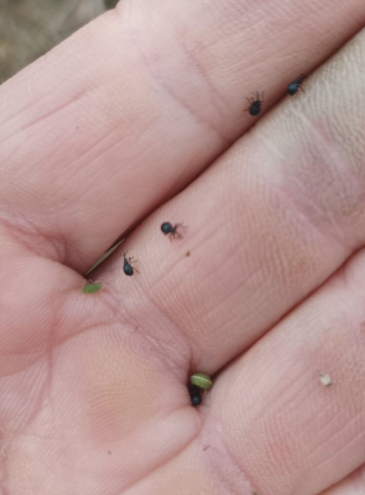TeiaG2012's tweet photo. Un agricultor #AltEmpordà em passa aquesta foto, escombrat amb la mà a un camp d’#alfals. 3 espècies d’insectes que són #plaga a la #userda… els sabeu identificar? https://t.co/jw63SyPg6y
