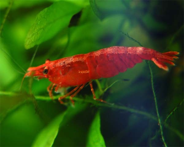 FKAdvice's tweet photo. From feeding to breeding find out all you need to know about Red Cherry Shrimps at https://t.co/kD0yUJb1gj https://t.co/fTlzckauTn