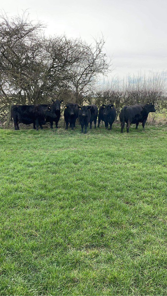 langthorne_s's tweet photo. Native Angus enjoying the warmer weather and Shropshires with lambs looking well. https://t.co/rwPTPwHfAP #Northallerton #farmshop #farmtofork #nativeangus #shropshiresheep https://t.co/7dzQprLNXL