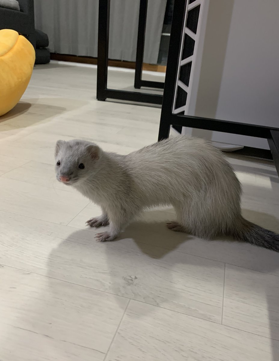 혼자 굴뚝청소라도 하고왔냐고 이 꼬질꼬질한 숯검댕 족제비 뭐야 ㅋㅋㅋㅋㅋㅋ 보자마자 너무 놀라서 비명질렀는데 얜 자기가 뭘 잘못했는지도 모름... 뀨 ! 하고 멀뚱멀뚱 쳐다보기만 할뿐