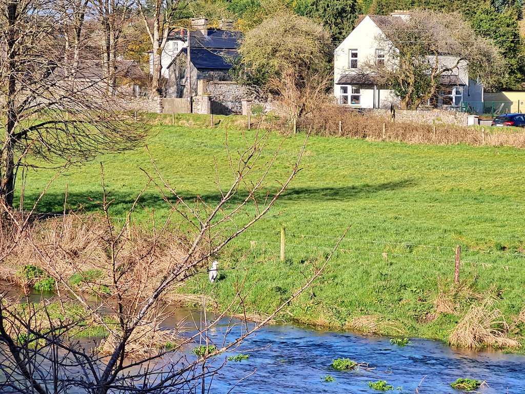 conorleeson's tweet image. Heronymous is back... 😍😍 #Balto #Slaney