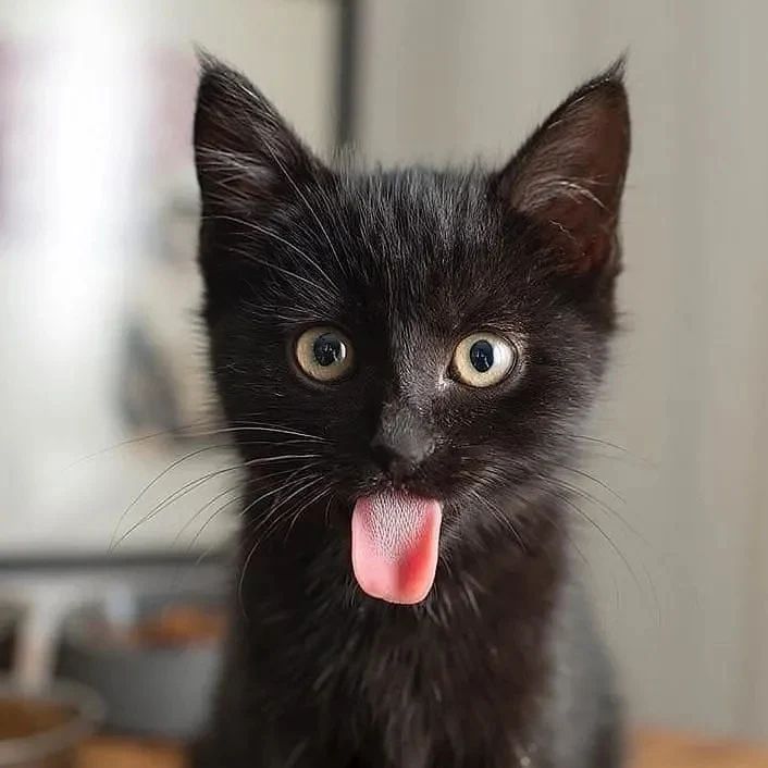 The Meow Cats tweet media