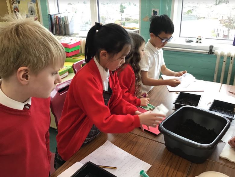 Carolside_PS's tweet photo. P5c carrying out their experiment with cress seeds - looking at a fair test and each group changed one variable in their experiment. #CPSSTEAM #ERSTEM #BSW22 https://t.co/DsrZxIWBMt