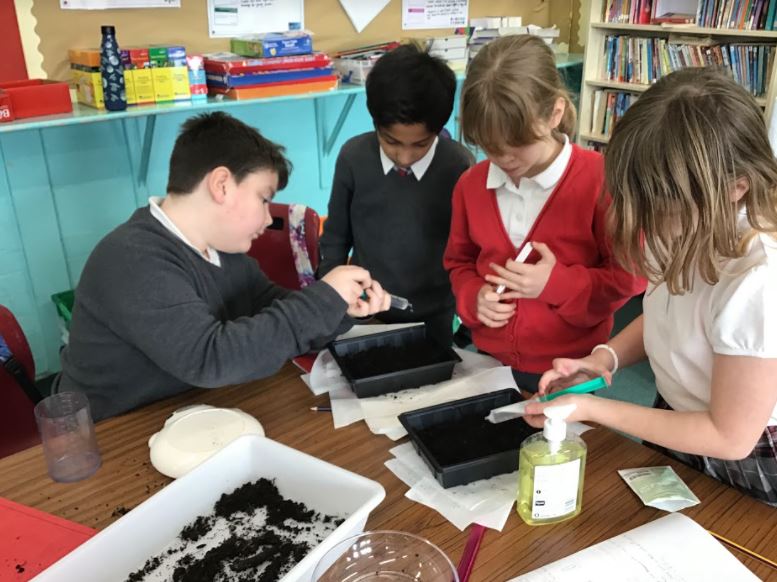 Carolside_PS's tweet photo. More photos of P5c carrying out their experiment with cress seeds - looking at a fair test and each group changed one variable in their experiment. #CPSSTEAM #ERSTEM #BSW22 https://t.co/kswJS431LL