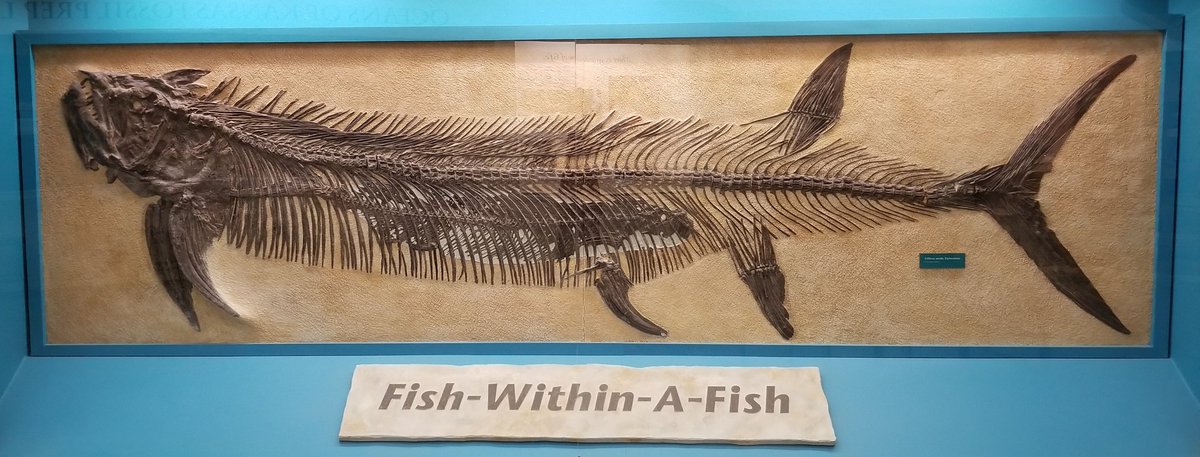 TyrantLzrdQueen's tweet photo. it's wis wednesday my dudes
The Western Interior Seaway cut through N. America during the Late Cretaceous, & was home to an array of sea monsters constantly out-monstering each other: check out this totally bonkers #fossil @FHSU_Paleo of a 6ft Gillicus inside a 13ft Xiphactinus! https://t.co/fdhceOpdSZ