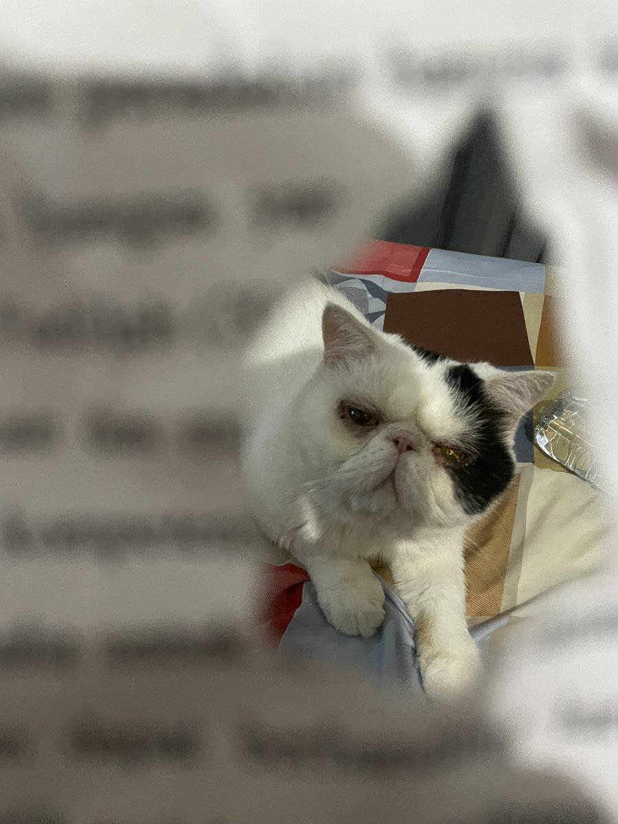 rurushaa's tweet photo. my thesis buddy 💖 https://t.co/FFC5yyFQZ5