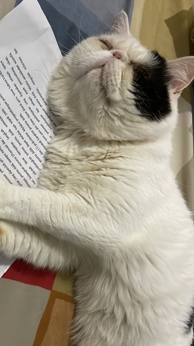 rurushaa's tweet photo. my thesis buddy 💖 https://t.co/FFC5yyFQZ5
