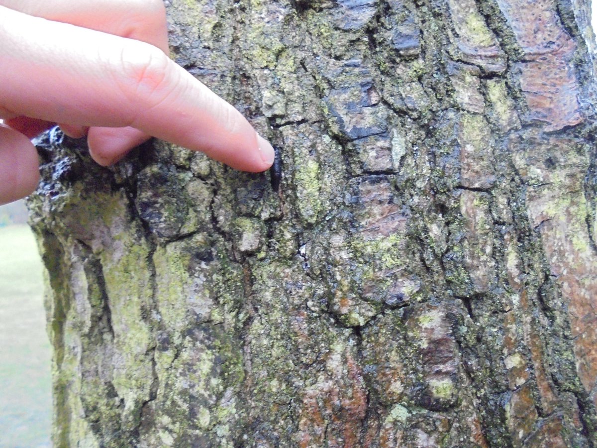 WoodlandsPrim1's tweet image. We went to the local park to look at habitats today.  We can now compare the habitats found in the park with the habitats found in our school grounds. #RSPBwildchallenge @SOuLupdate  #outdoorlearning @LtLScotland