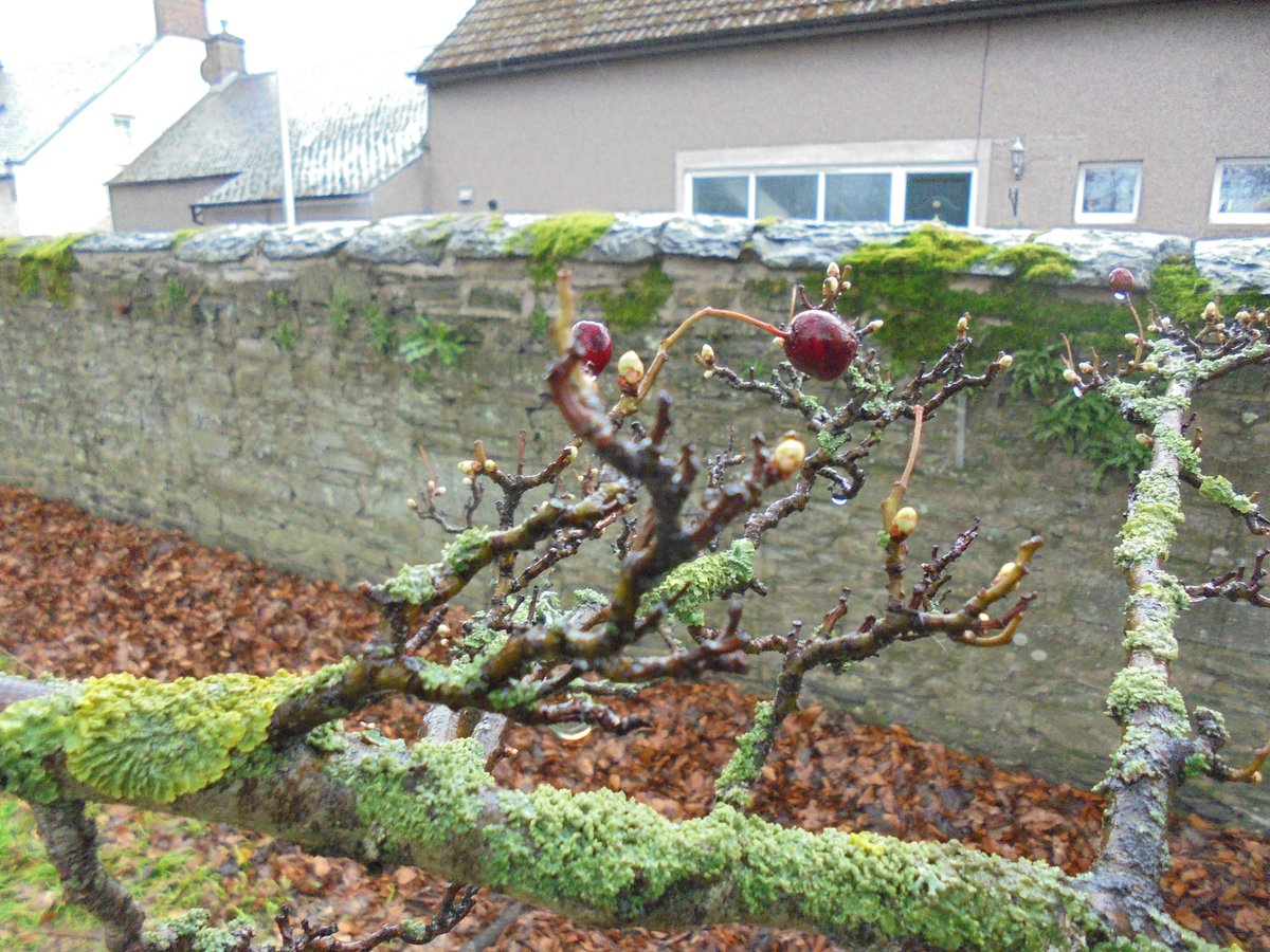 WoodlandsPrim1's tweet image. We went to the local park to look at habitats today.  We can now compare the habitats found in the park with the habitats found in our school grounds. #RSPBwildchallenge @SOuLupdate  #outdoorlearning @LtLScotland