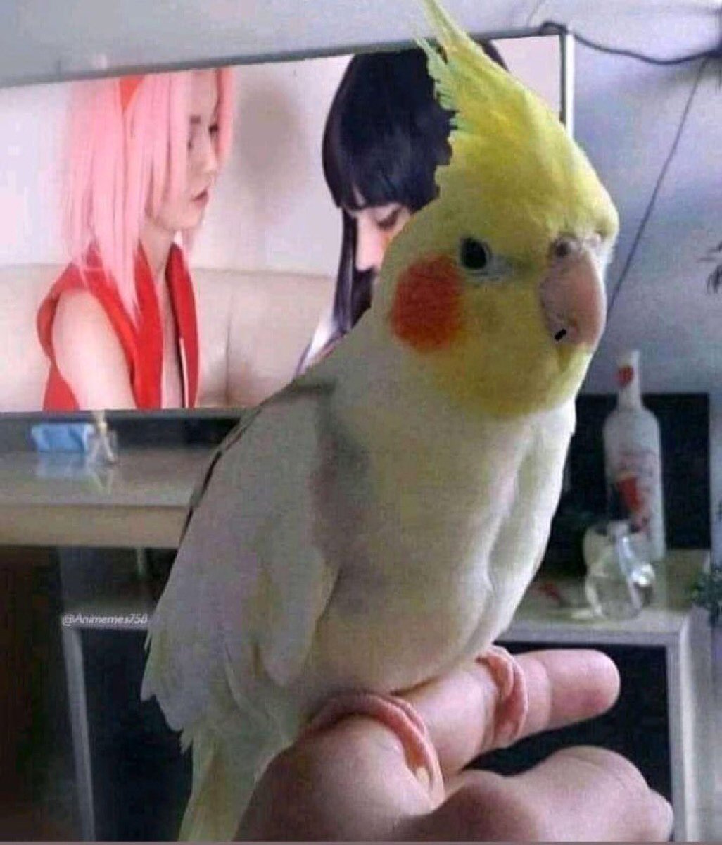 Daily Dagashi Kashi☂️ tweet media